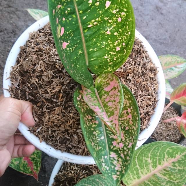 Aglonema ruby compacta