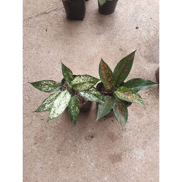 Paket Alonema Ruby Garuda + Siam Paragon