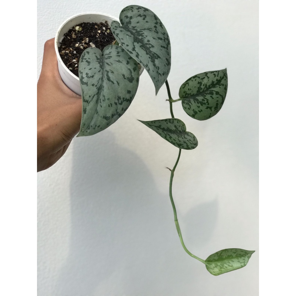Scindapsus Silver Lady