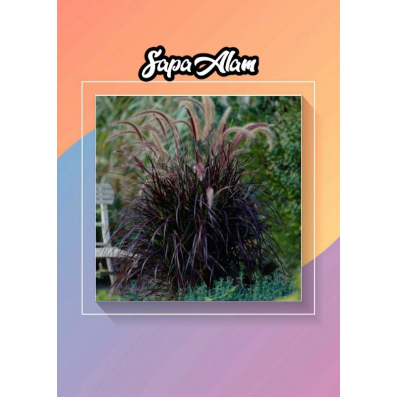 Tanaman hias alang alang merah - TANAMAN ALANG ALANG