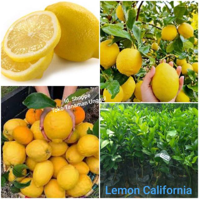 Bibit Jeruk Lemon California