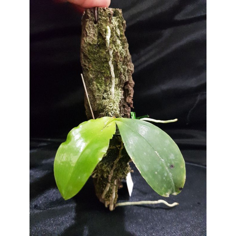 anggrek phalaenopsis speciosa