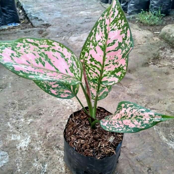 jual Bunga Aglonema Ruby Pink - Tanaman Hias Aglaonema Pink     _