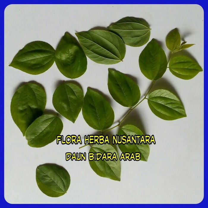 

Daun Bidara Arab ( Per Helai ) By As