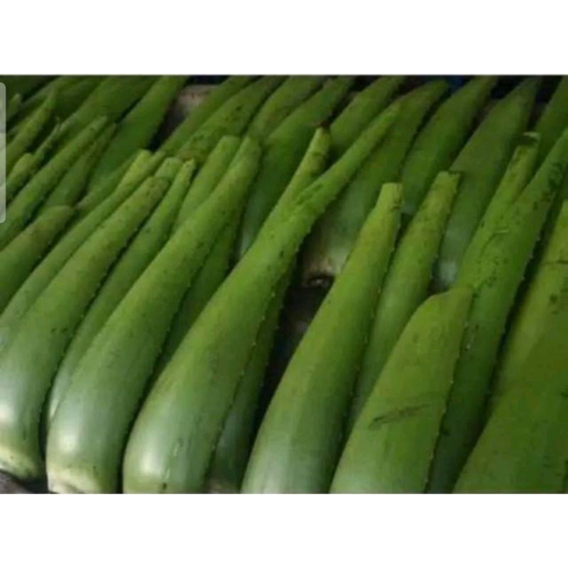 pelepah lidah buaya