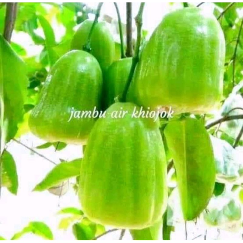 Bibit jambu air kiojok okulasi