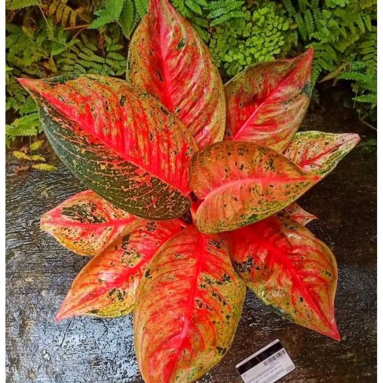 Aglaonema tiara super red / Aglonema tiara florist nursery / Aglonema tiara (Tanaman hias aglaonema 