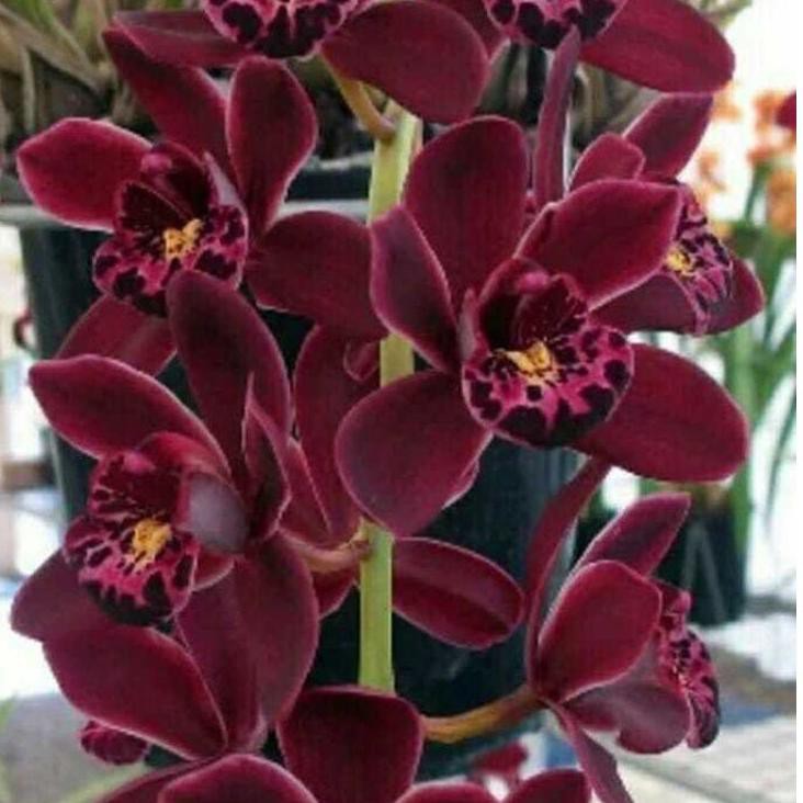 Mall Anggrek Cymbidium ensifolium