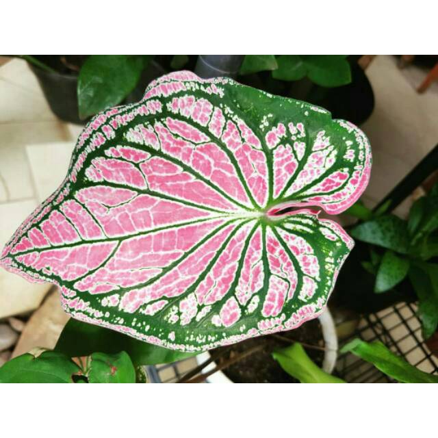 Tanaman Keladi Wayang - Caladium Murah -Indoor