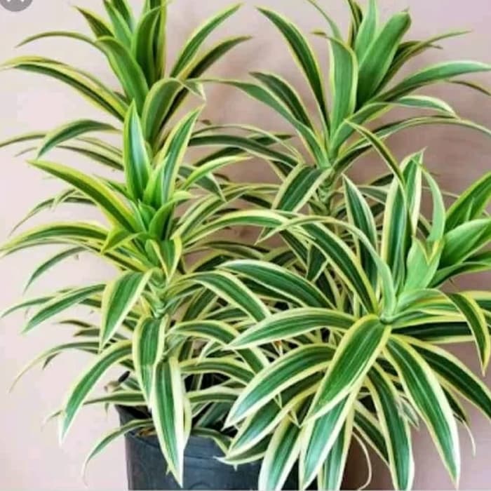 tanaman hias sri rezeki - tanaman hoki - tanaman songop india - Taman alam