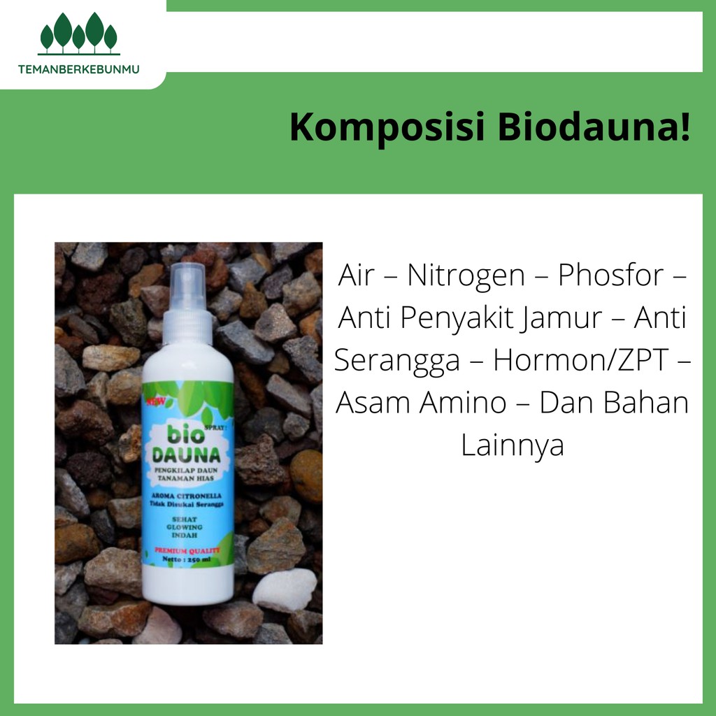 Pengkilap daun tanaman hias