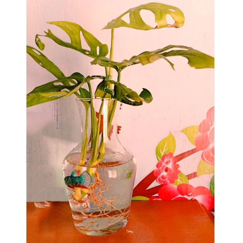 Yj2Code Aquarium Cupang Mini Ukuran 570ml Akuarium Kecil Kaca Botol Ikan Hias Bulat Aquascape(terupd