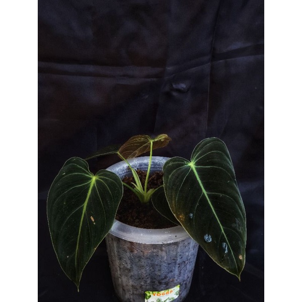 Philodendron Melanochrysum Narrow