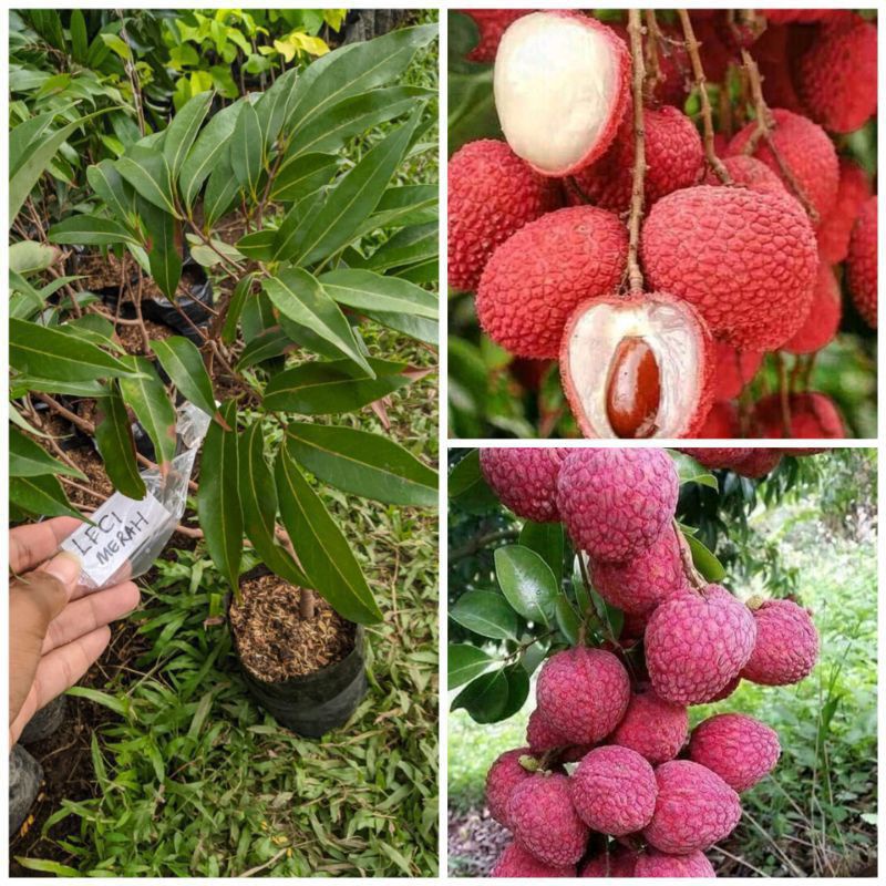 bibit buah leci merah unggul