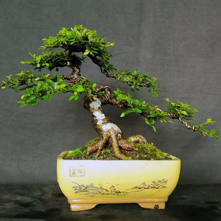 Bonsai Bonsae Ulmus Mikro Micro Elm Cina 001