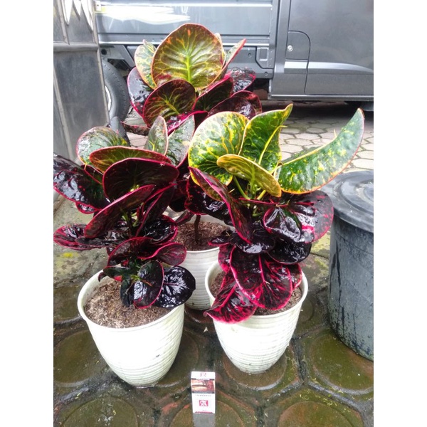 puring srg induk 40-50cm