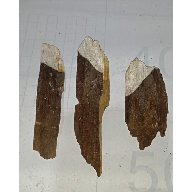 fosil kayu yg sudah menjadi batu