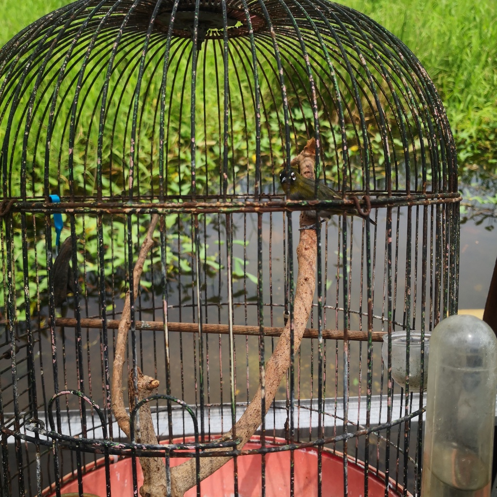 Burung Pleci Papua BlackCap Voer