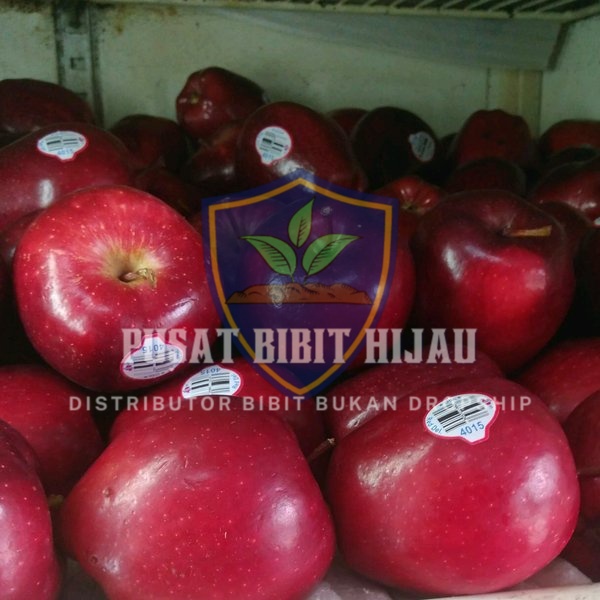 Bibit Buah Tanaman pohon Apel Merah