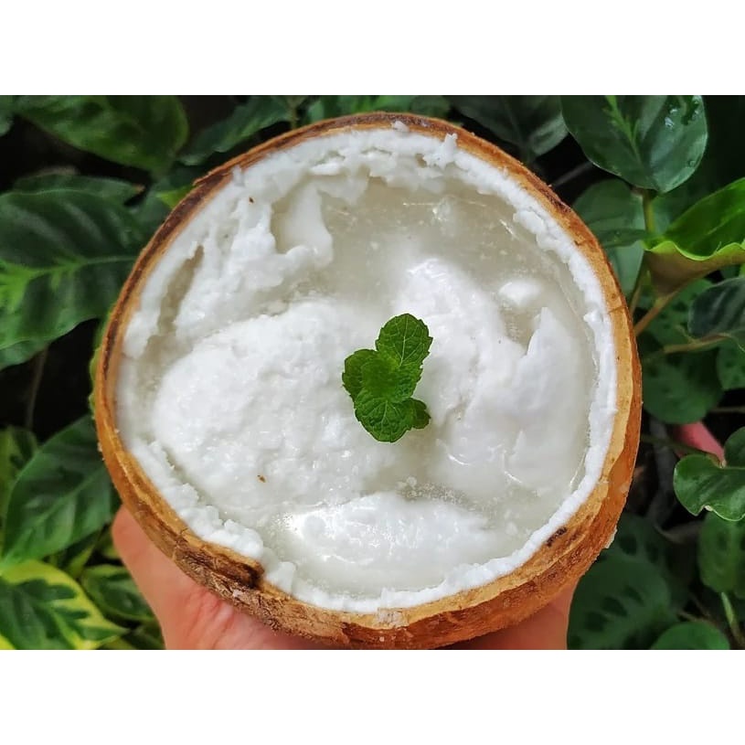 

kelapa kopyor murah ukuran 41-42 CM