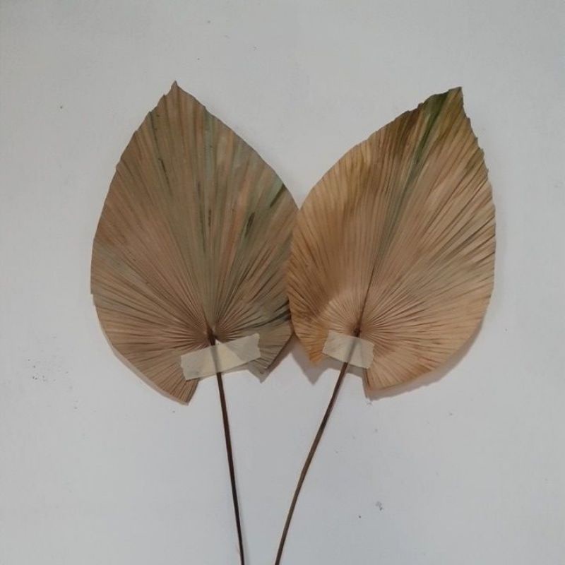 Daun Palem Mini, Daun Palem Kering, Palem Mini Cantik