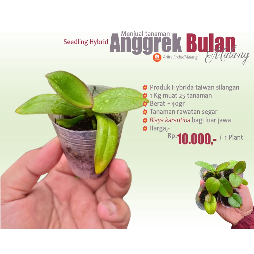 Bibit Seedling anggrek bulan Hybrid taiwan