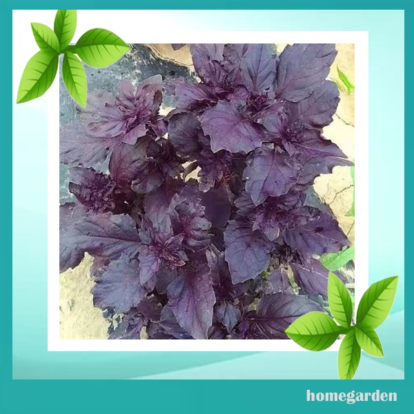50 Benih Kemangi Ungu Bibit Unggul Benih Basil Bibit Purple Basil