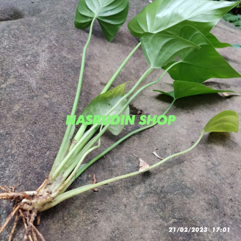 

[Fresh] BIBIT CARIANG CABUTAN 3 POHON / BIBIT NAMPU / BIBIT NAMPO / bisa untuk tanaman hias