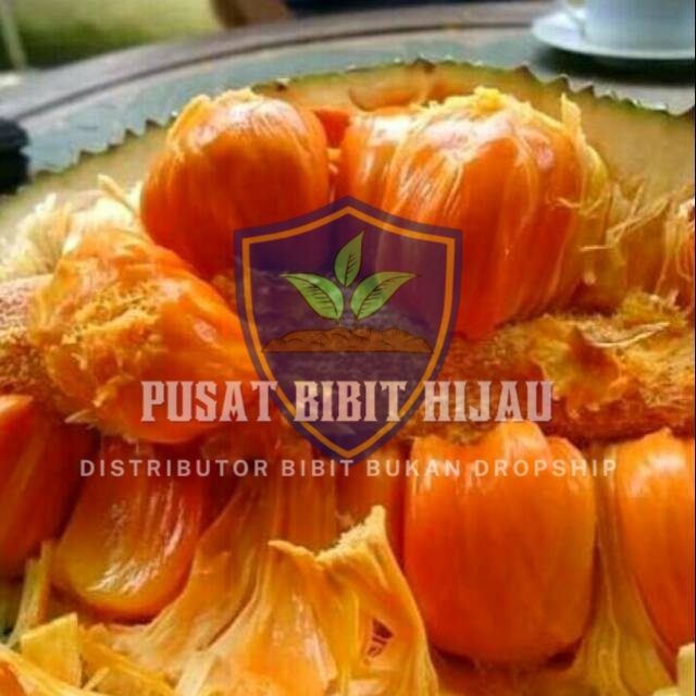 Bibit Buah Cempedak Merah Cepat Berbuah