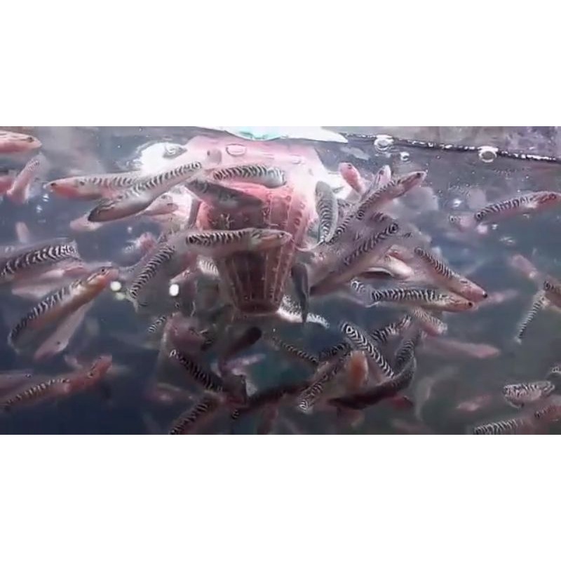 Asiatica Red Spot Kalimaya Grade A++++