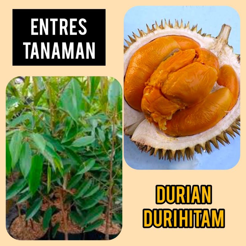 Entres Batang Segar Durian Duri Hitam Super Valid