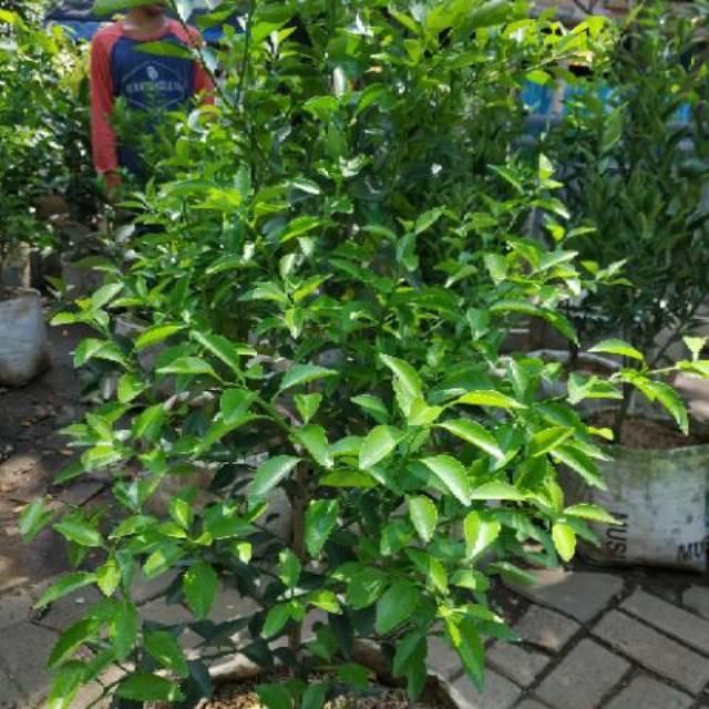 BIBIT POHON TANAMAN BUAH JERUK LIMO SUDAH BERBUAH NIPIS PURUT BALI