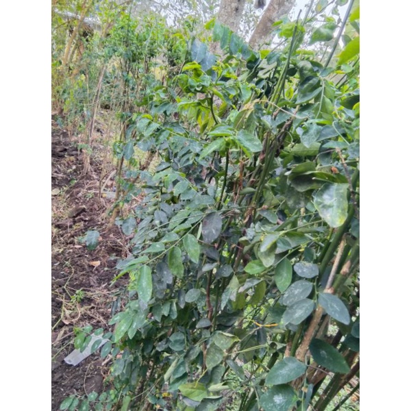 

Daun Katu Segar Petik Pagi Siang kirim