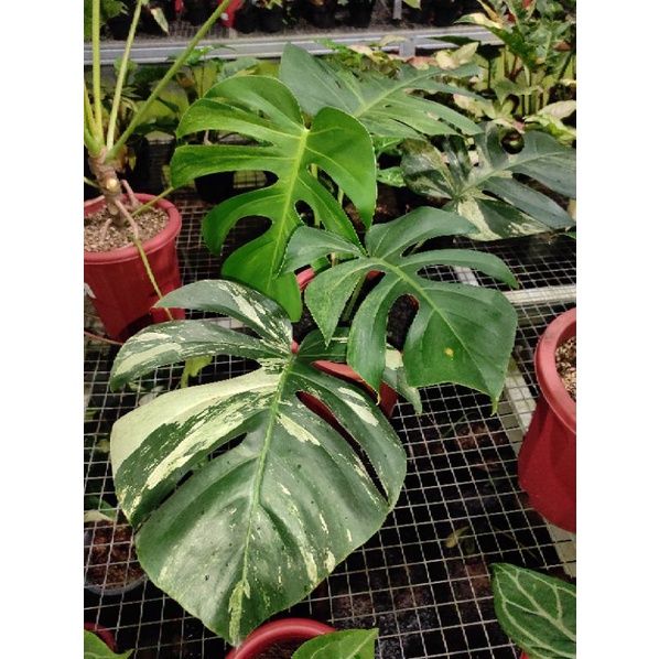 Tanaman Hias Monstera Mint Variegata NOID