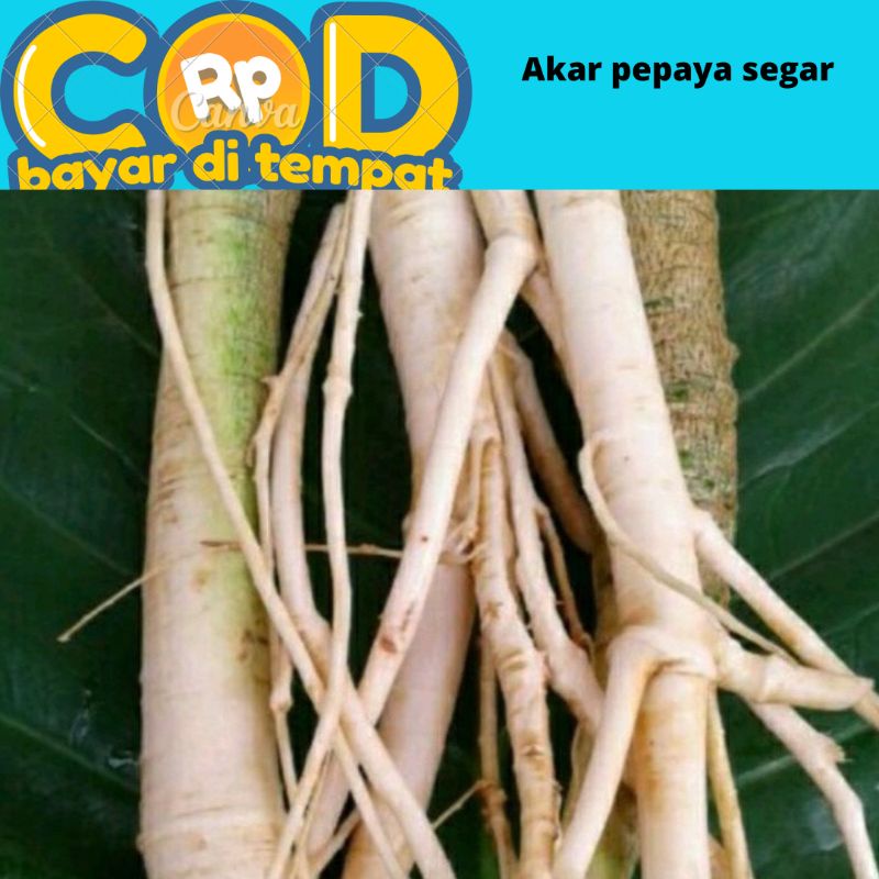 

Akar pepaya segar di ambil saat dipesan 250 gram
