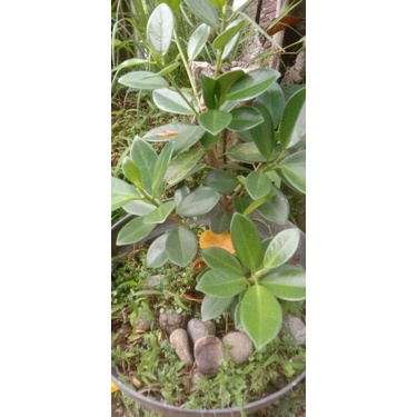 bahan bonsai beringin dollar