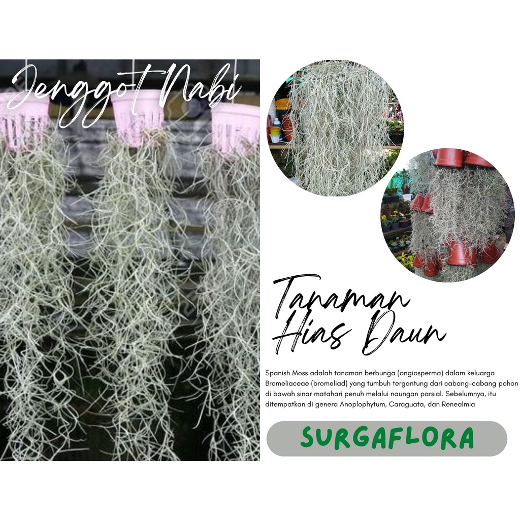 Tanaman Hias Spanish Moss tillandsia jenggot nabi