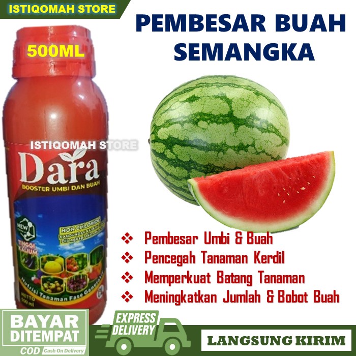 Pupuk Pembesar Buah Semangka Ampuh DARA 500ML Pupuk Booster Buah Semangka - Obat Pembesar Buah Seman