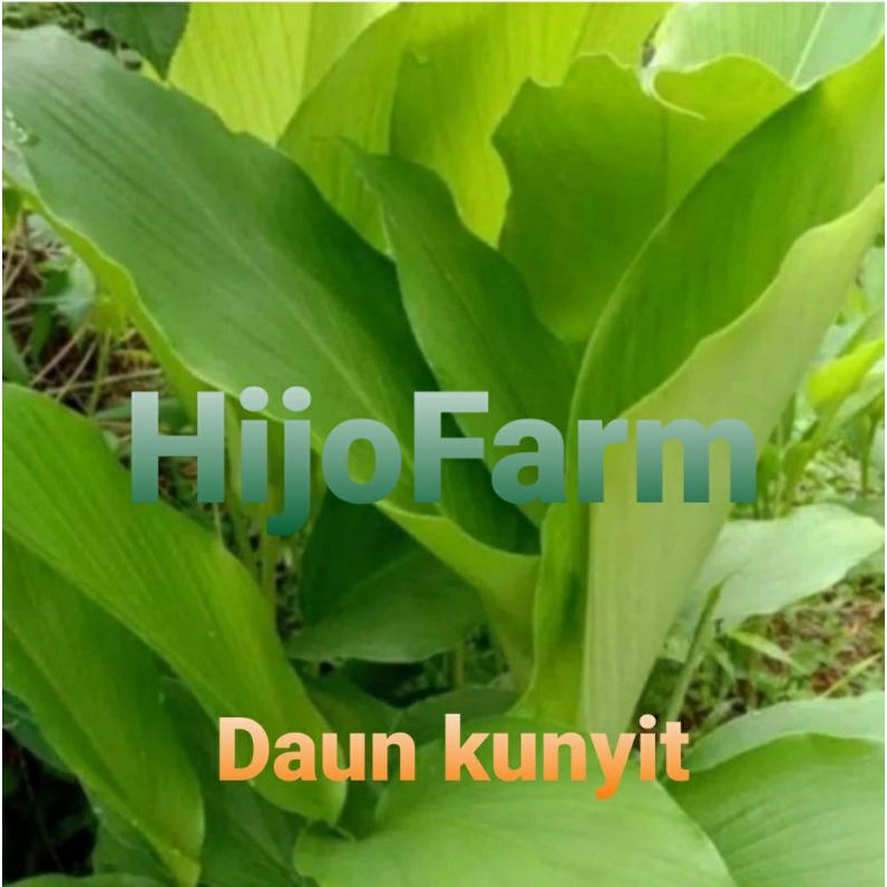 

Daun Kunyit Segar 250 Gr