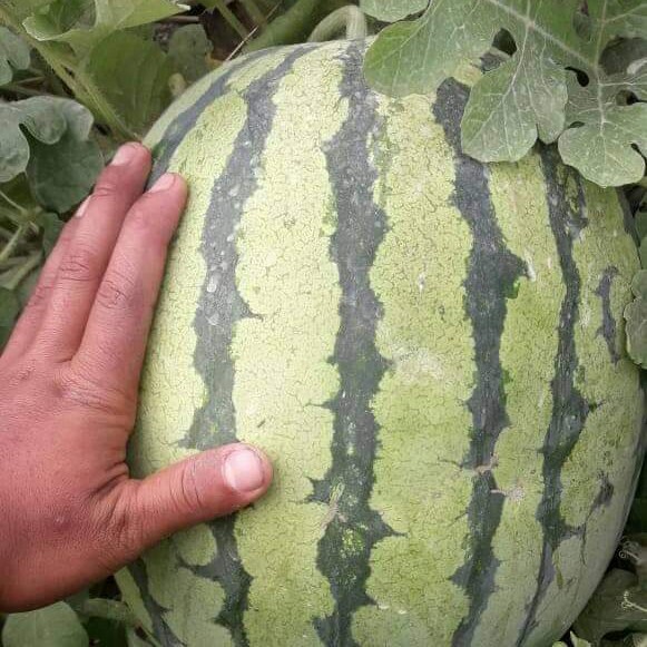 Benih Semangka Lorek MADEIRA F1 20 gr