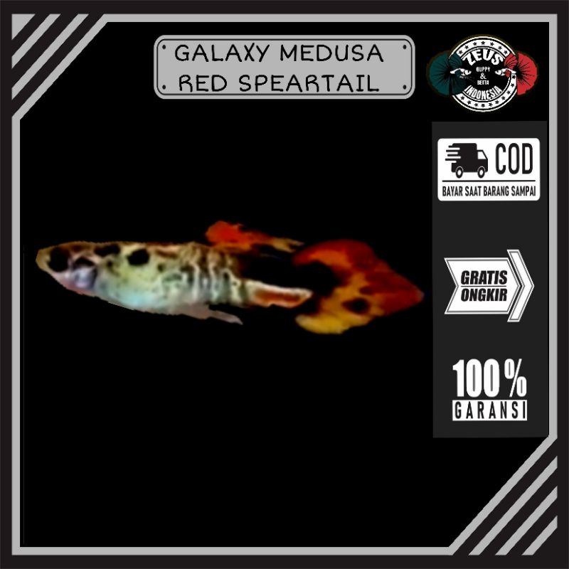 Guppy Galaxy Medusa Red Speartail pasangan hiasan akuarium