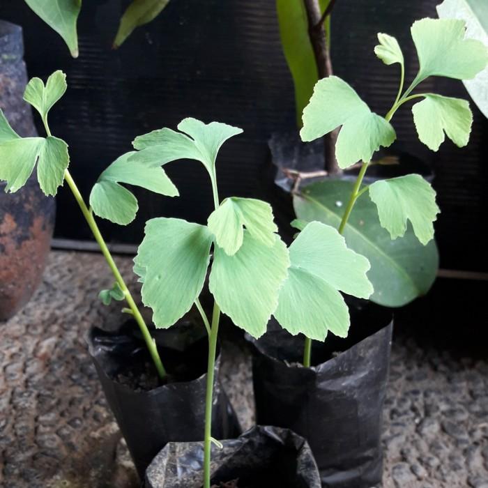 Terlaris Tanaman Ginko Bilolba Langka Harga Promo 