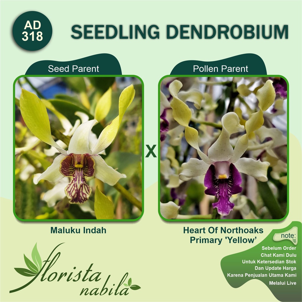Anggrek Dendrobium Maluku Indah x Heart Of Northoaks Primary 'Yellow'