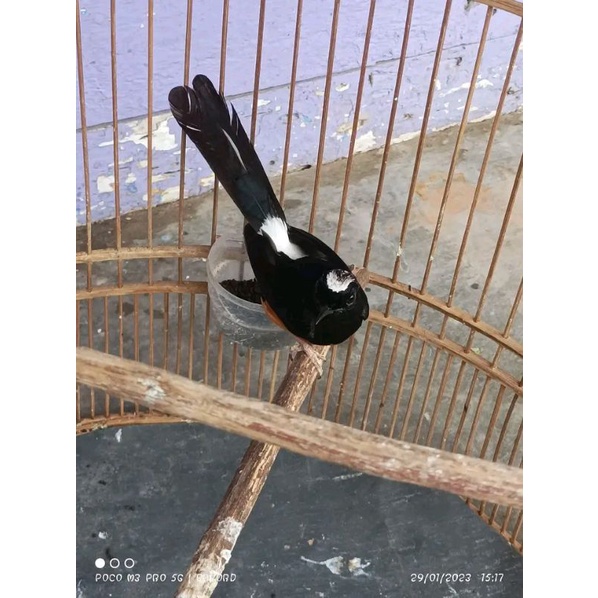 BURUNG MURAI BATU AVATAR MH JANTAN BAHAN PILIHAN