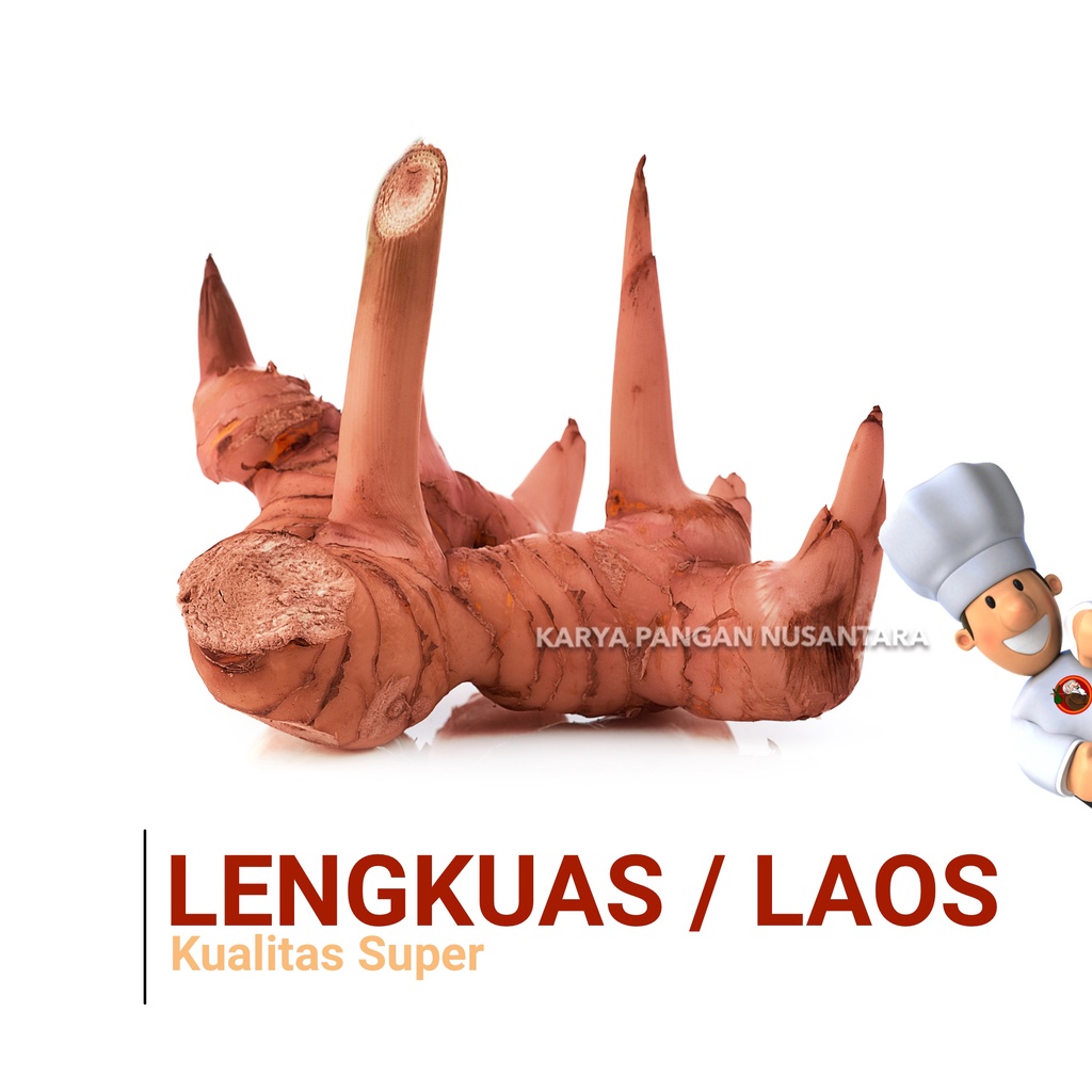 

LENGKUAS FRESH LAOS SEGAR KUALITAS SUPER BUAH LAOS GALANGAL 100 GRAM