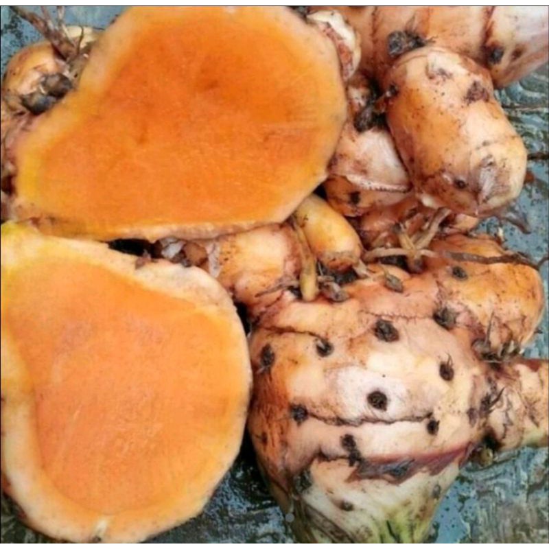 

temulawak (Curcuma zanthorrhiza) 1kg