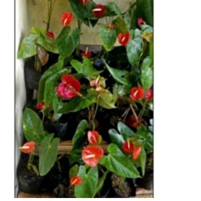 

✩ bibit merah subur ☚