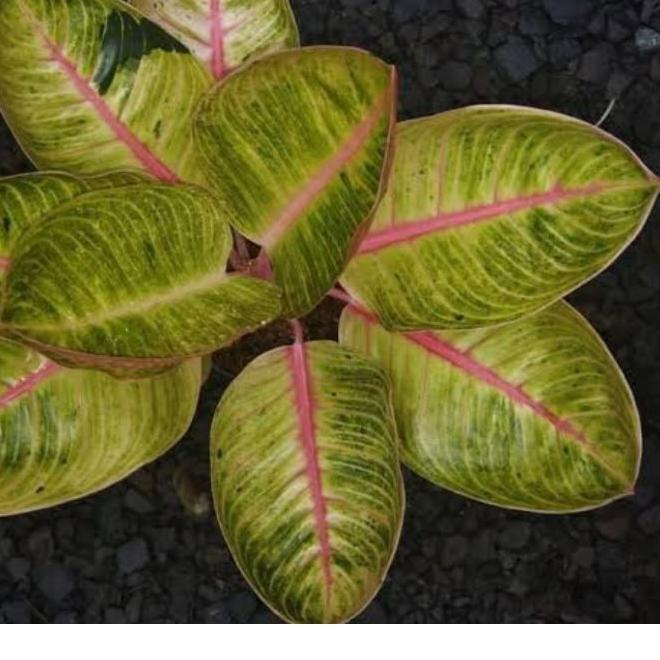 ✾ Aglonema Murah Anakan Goliath ✬