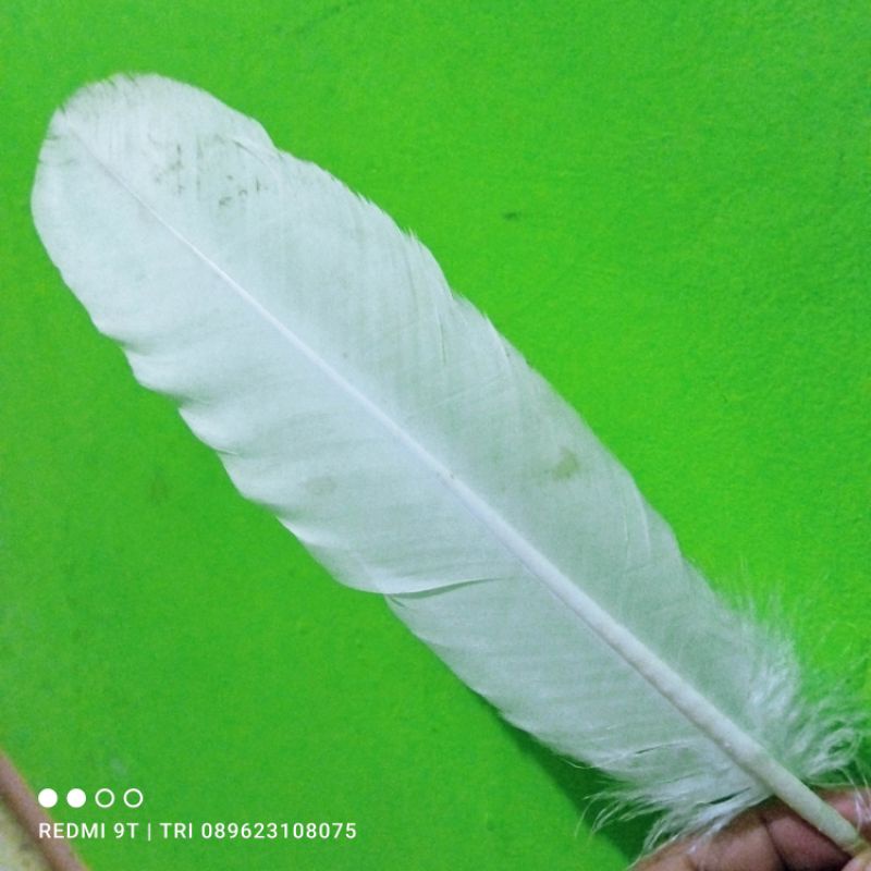 (Gratis ongkir) Bulu kalkun putih / BULU KALKUN  / replika / kalkun lokal / feather / archery.