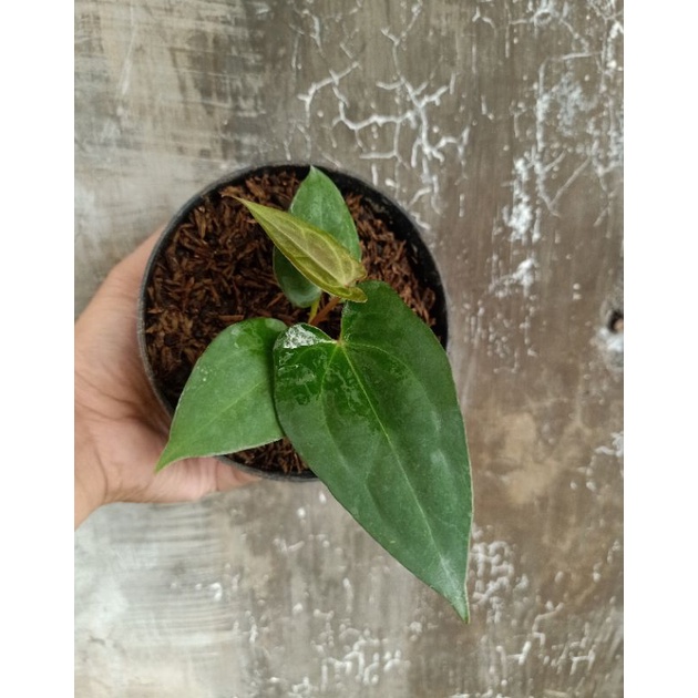 Anthurium Hybrid